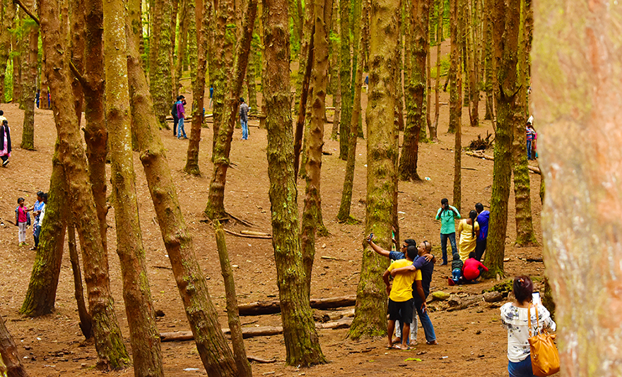 Pine Tree Forest Kodaikanal